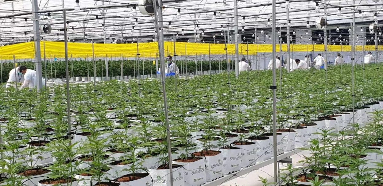 温室内苗床上方悬挂植物补光灯